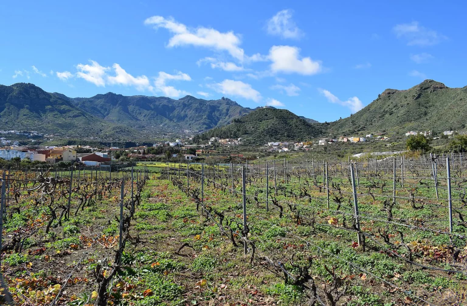Vinsmagning på Gran Canarias vingårde i bjerge og lavland